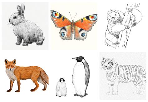 pencil drawings animals|Easy to Draw Animals (50+ Animal Drawings Step by Step Guide).
